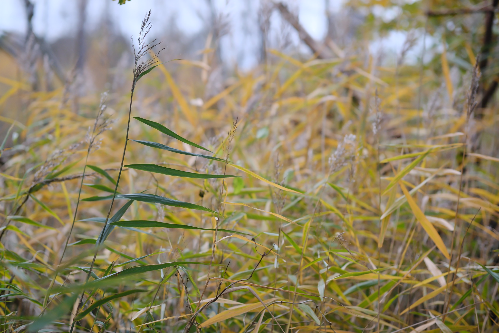 Møde i udvalg for grøn omstilling og bæredygtig udvikling 10/11-2025